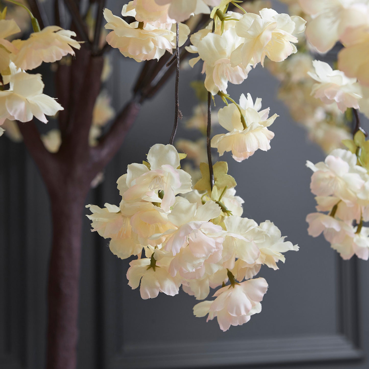Prunus Ukon Blossom Tree