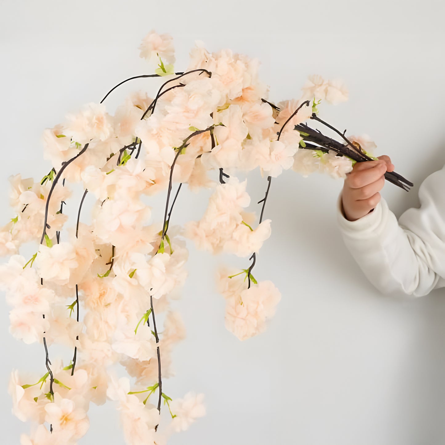 Prunus Ukon Blossom Tree