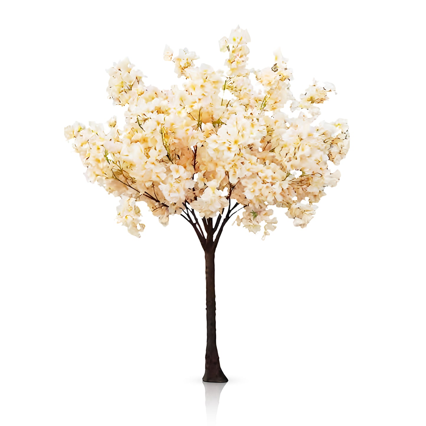 Prunus Ukon Blossom Tree
