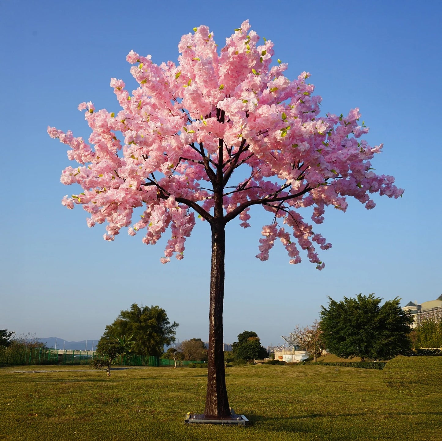Romantic Blossom