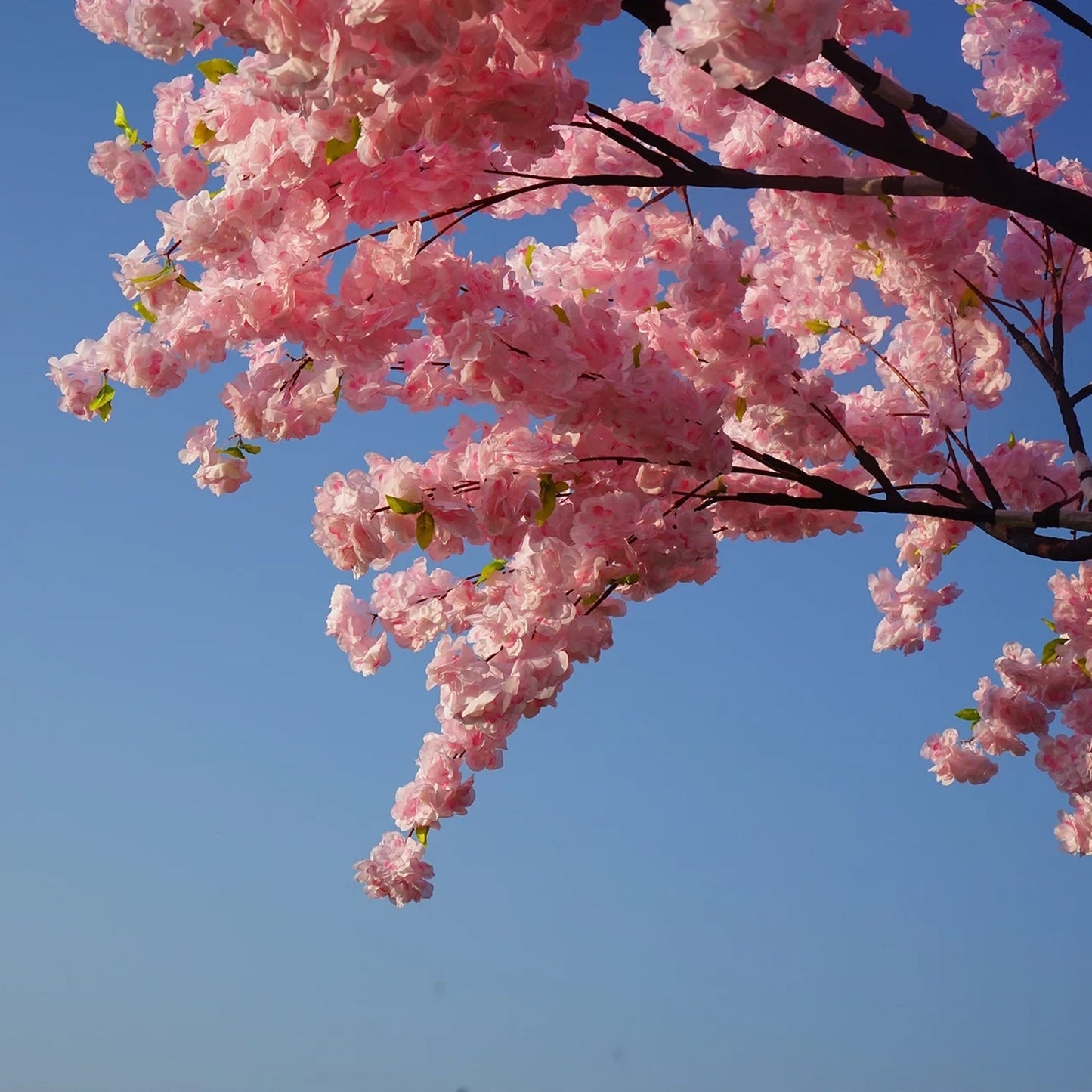 Romantic Blossom