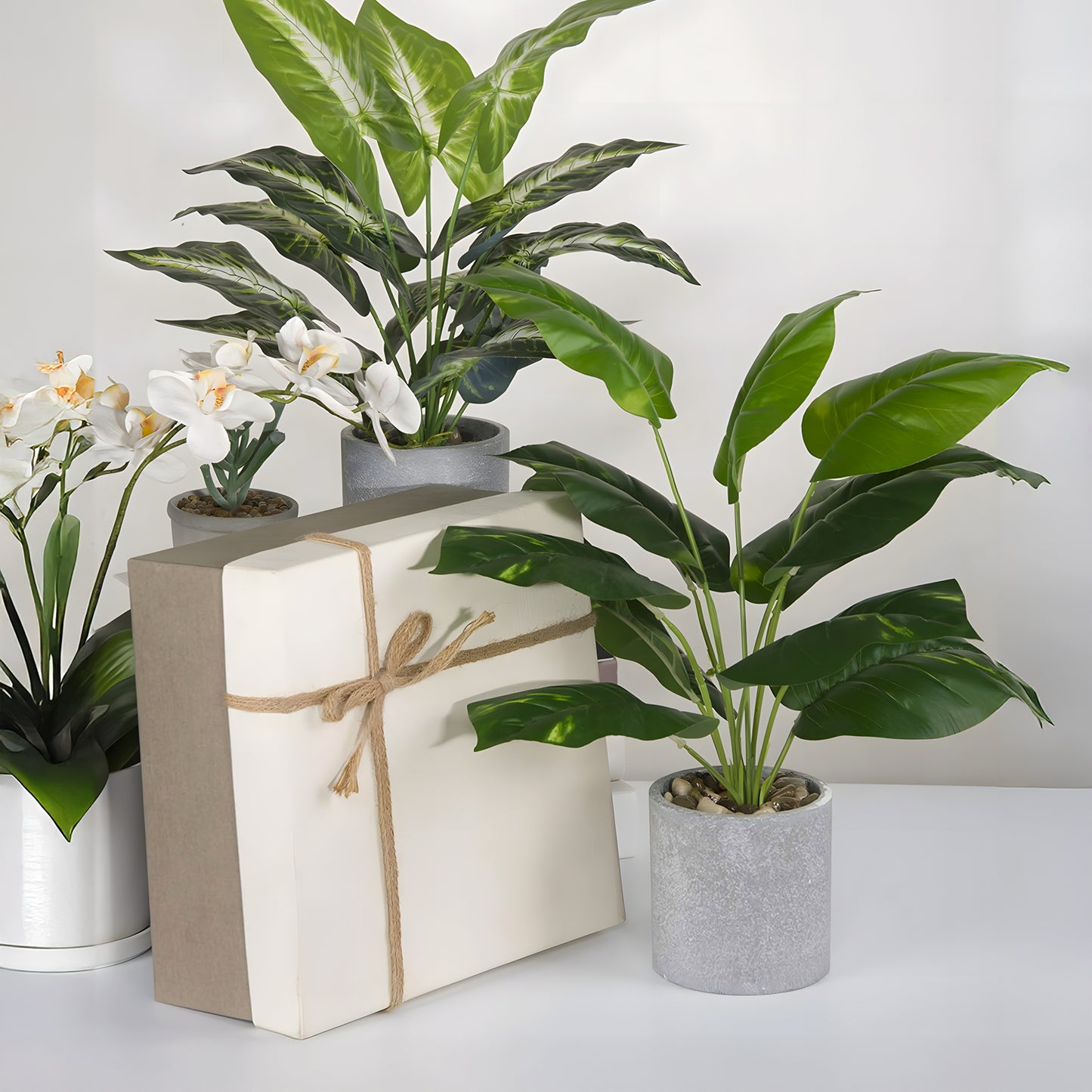 A large wrapped gift with a twine bow sits on a table surrounded by three potted houseplants. Their lush green leaves, including Landmark Decor’s Jade Majesty with its striking patterns, contrast beautifully against the neutral, light-colored wall in the background.