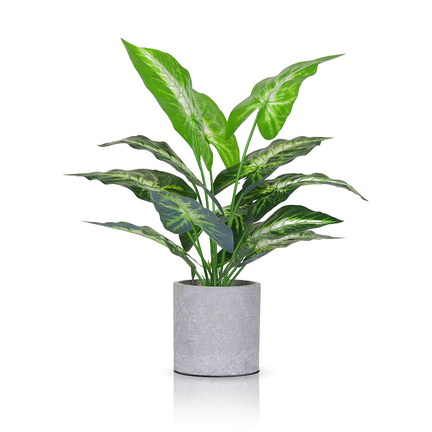 A vibrant Jade Majesty from Landmark Decor, a popular houseplant in a simple gray pot, stands against a plain white background. Its large leaves feature prominent veins and varying shades of green, perfect for adding life to any space.