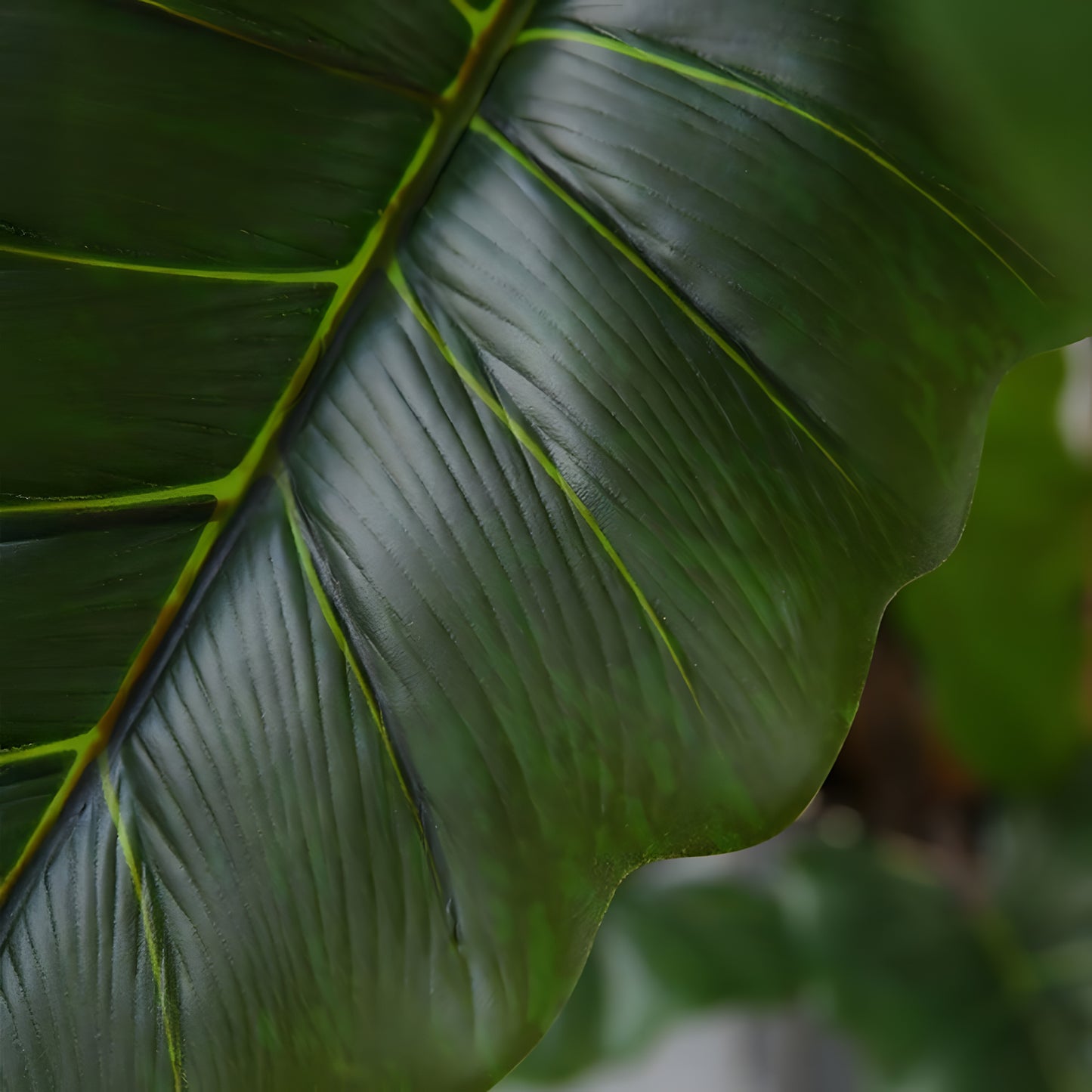 Rainforest Royalty / Elephant Ear