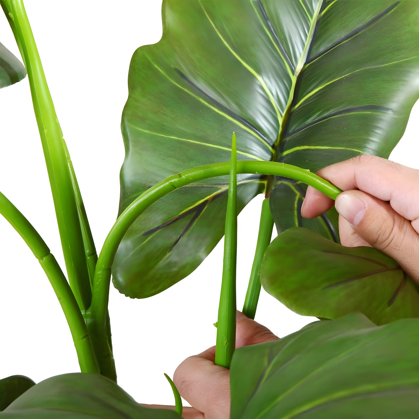 Rainforest Royalty / Elephant Ear