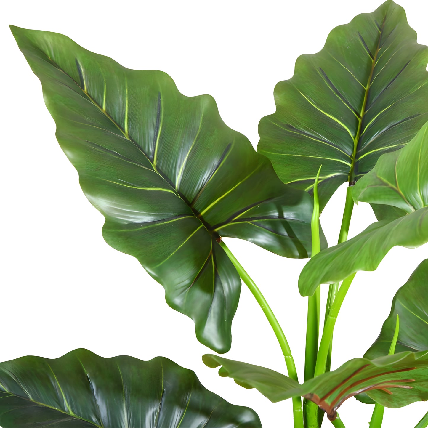 Rainforest Royalty / Elephant Ear