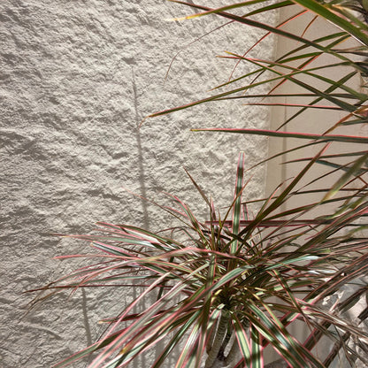 A dracaena with slender, variegated leaves casts a shadow on a textured white wall clad in Landmark Decor's Star Moon Stone Sheet - Beige as bright sunlight streams in.