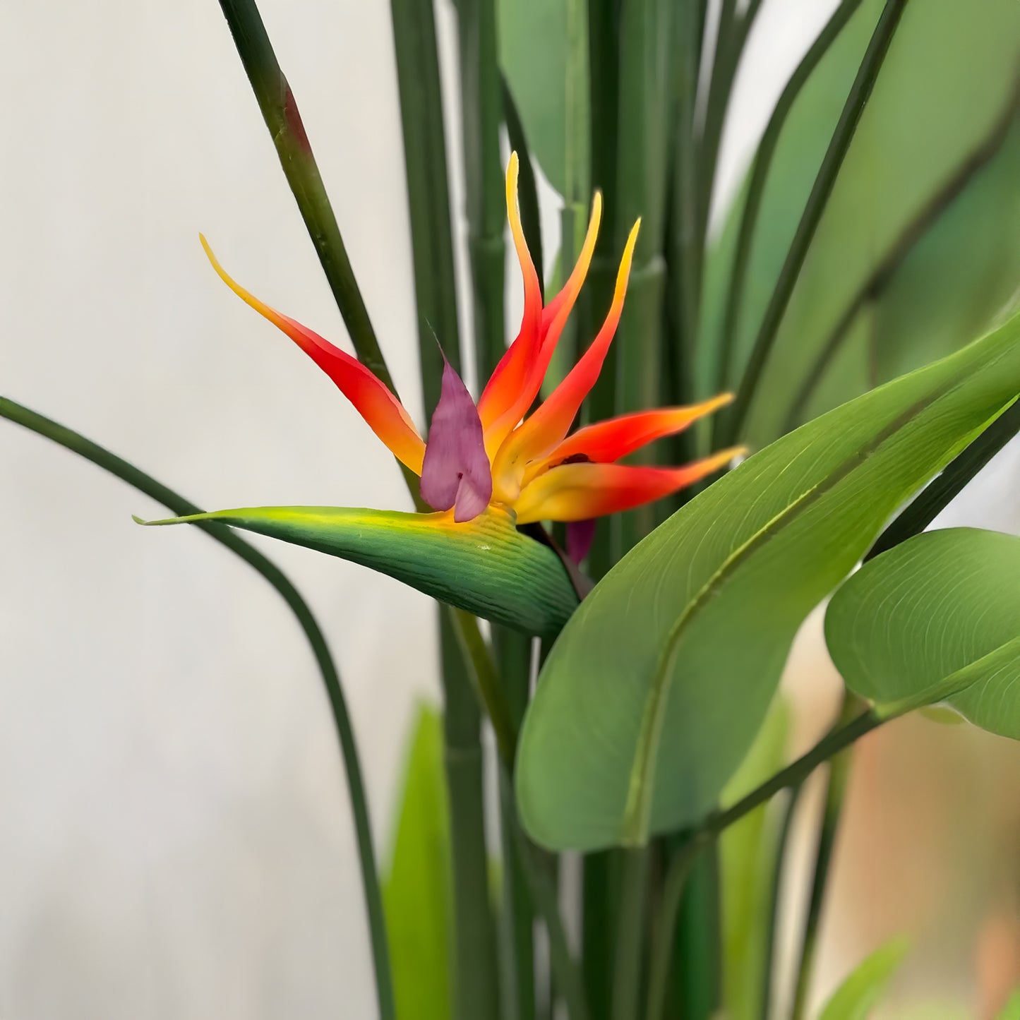 Bird of Paradise